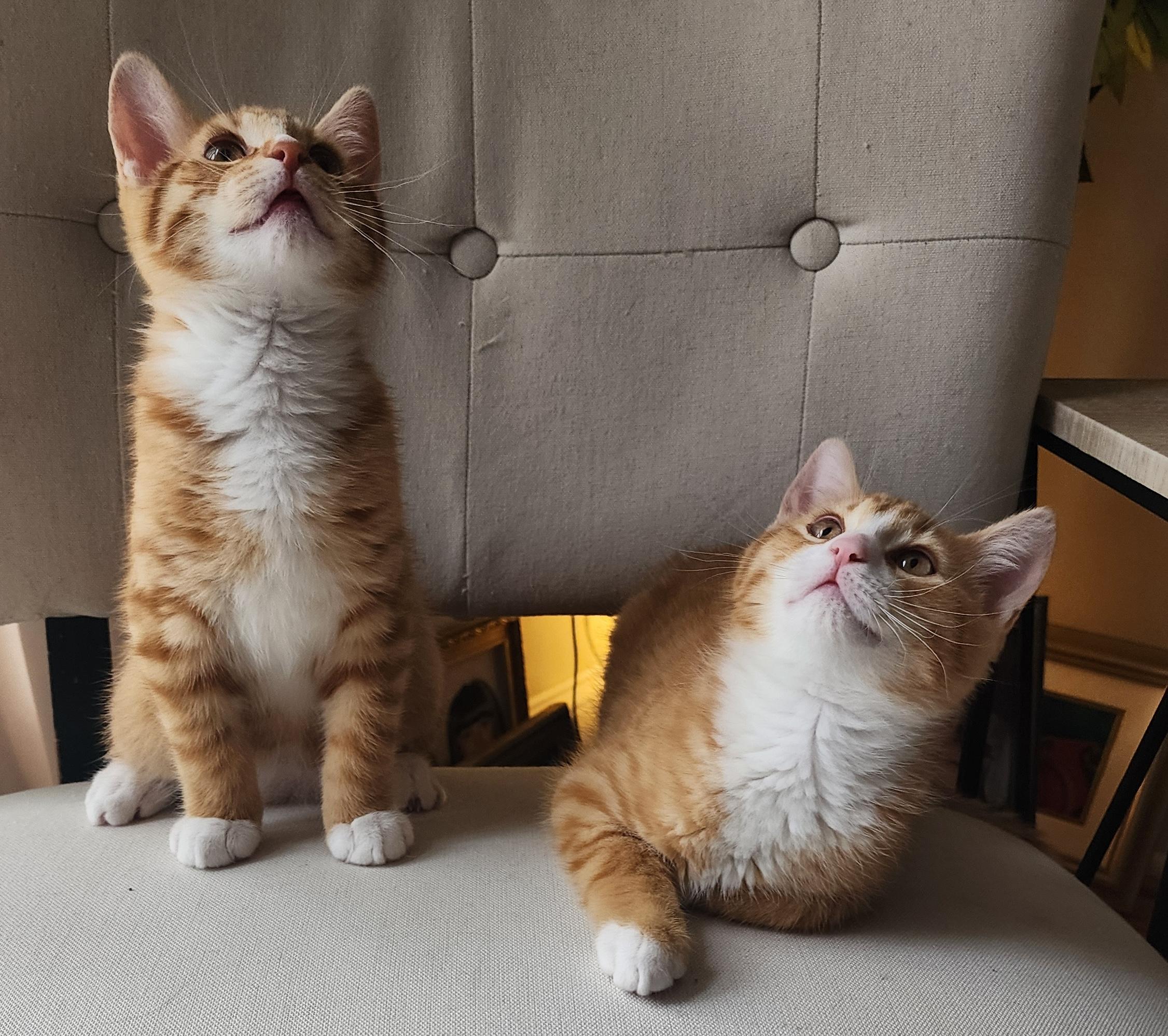 Pudgey & TJ, adopted, Kitten Male Domestic Short Hair.