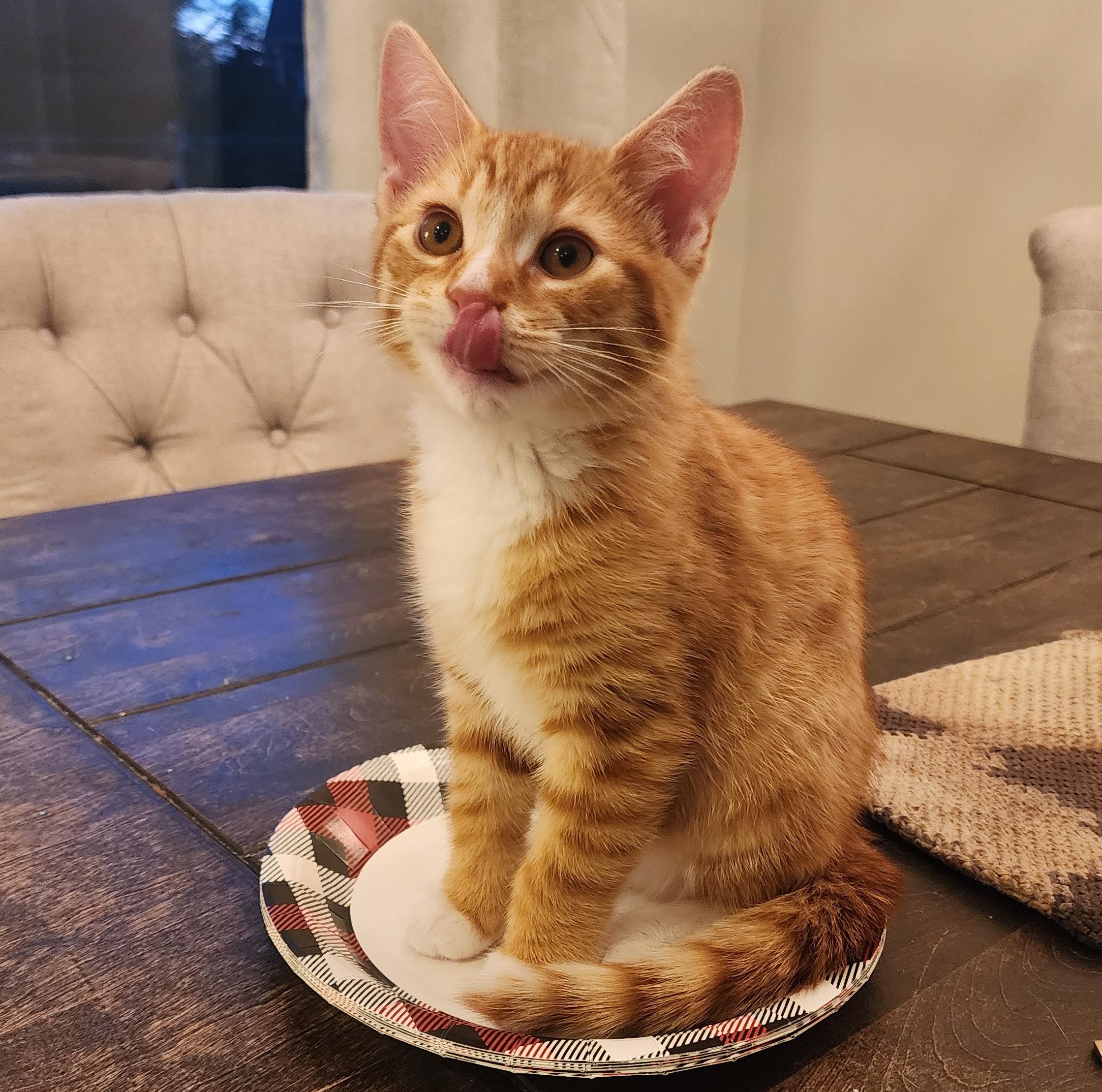 Enlarge Pudgey & TJ, an adopted mixed breed in Schenectady, NY image 2/4
