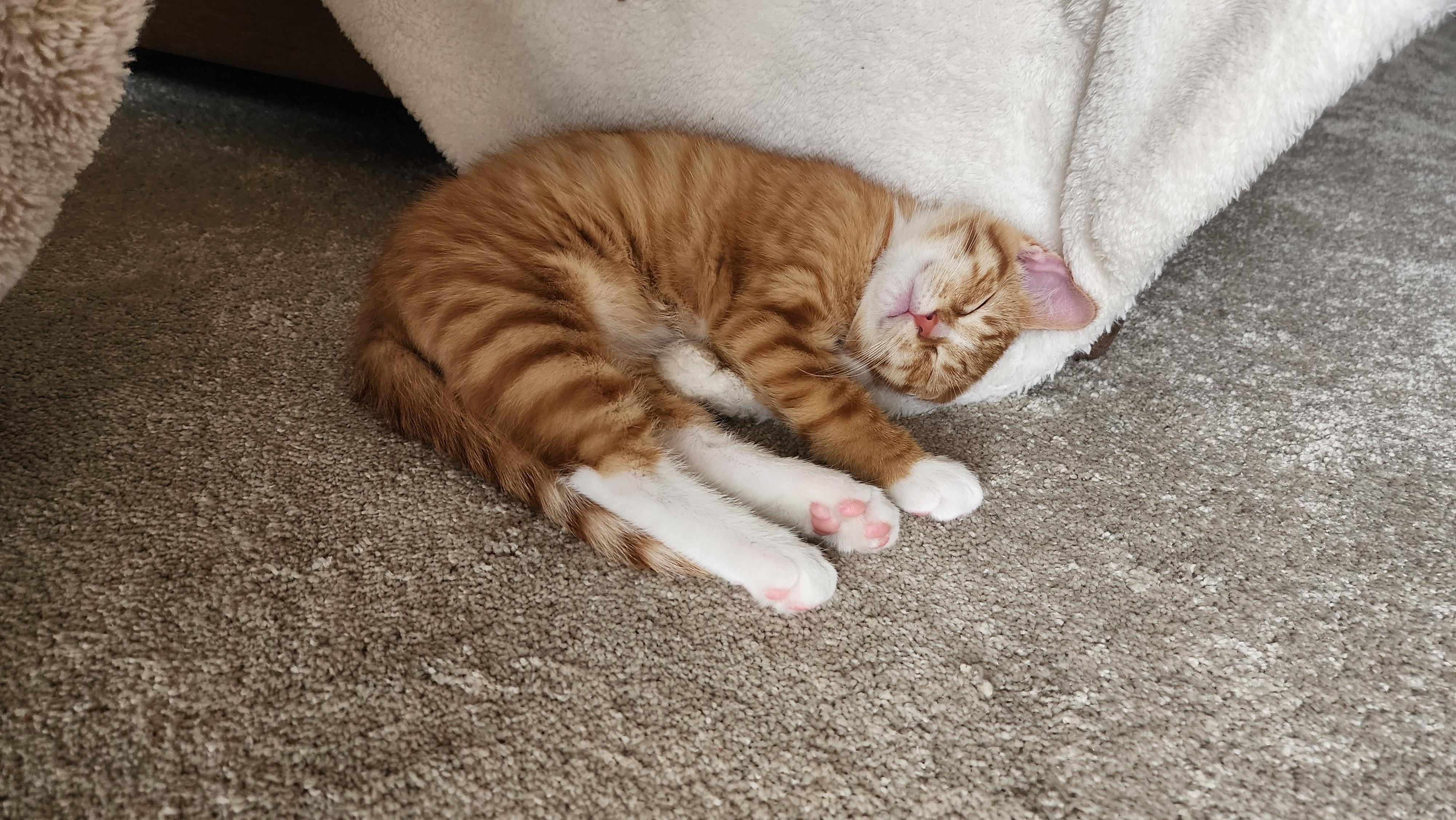 Enlarge Pudgey & TJ, an adopted mixed breed in Schenectady, NY image 4/4