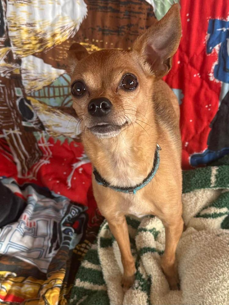 Bandit, Adoptable, Adult Male Chihuahua.