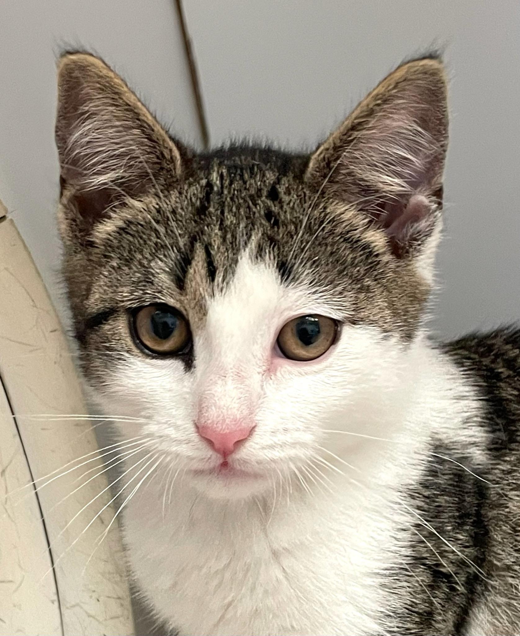 Solterra (with Outback), Baby Female Domestic Short Hair