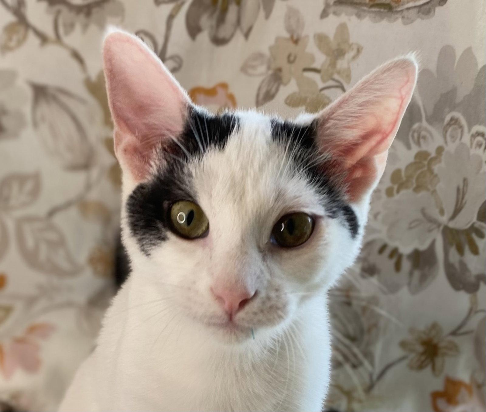 Enlarge Otto, a Adoptable Domestic Short Hair in Cookeville, TN image 1/3
