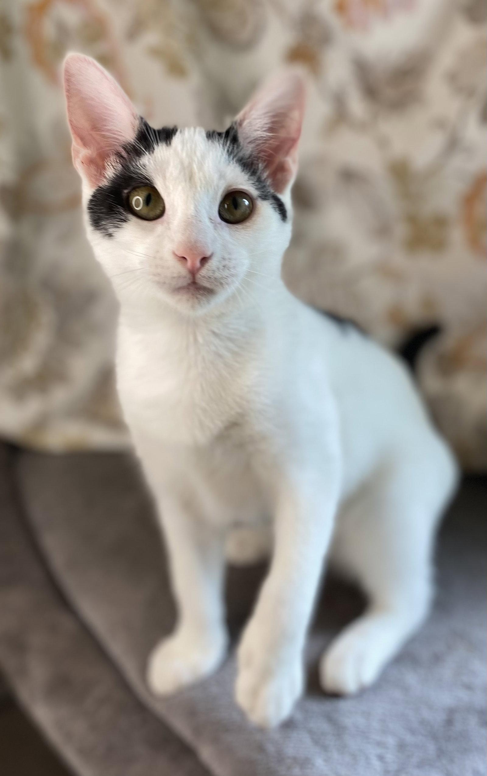 Enlarge Otto, a Adoptable Domestic Short Hair in Cookeville, TN image 2/3