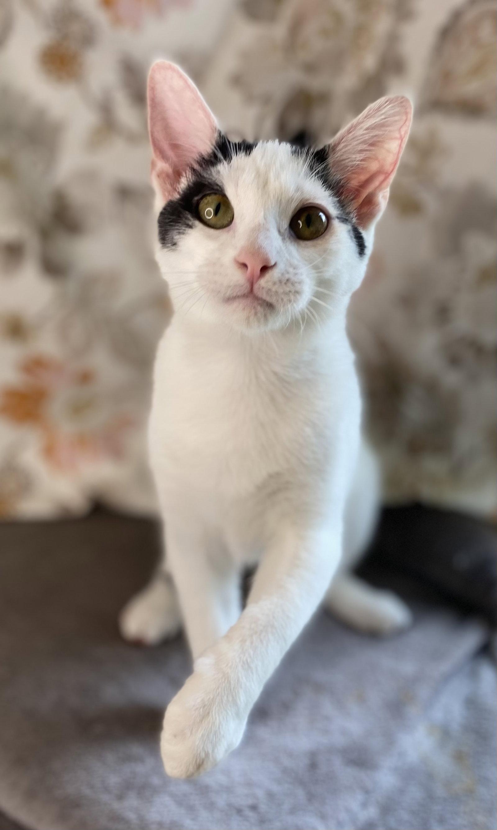 Enlarge Otto, a Adoptable Domestic Short Hair in Cookeville, TN image 3/3