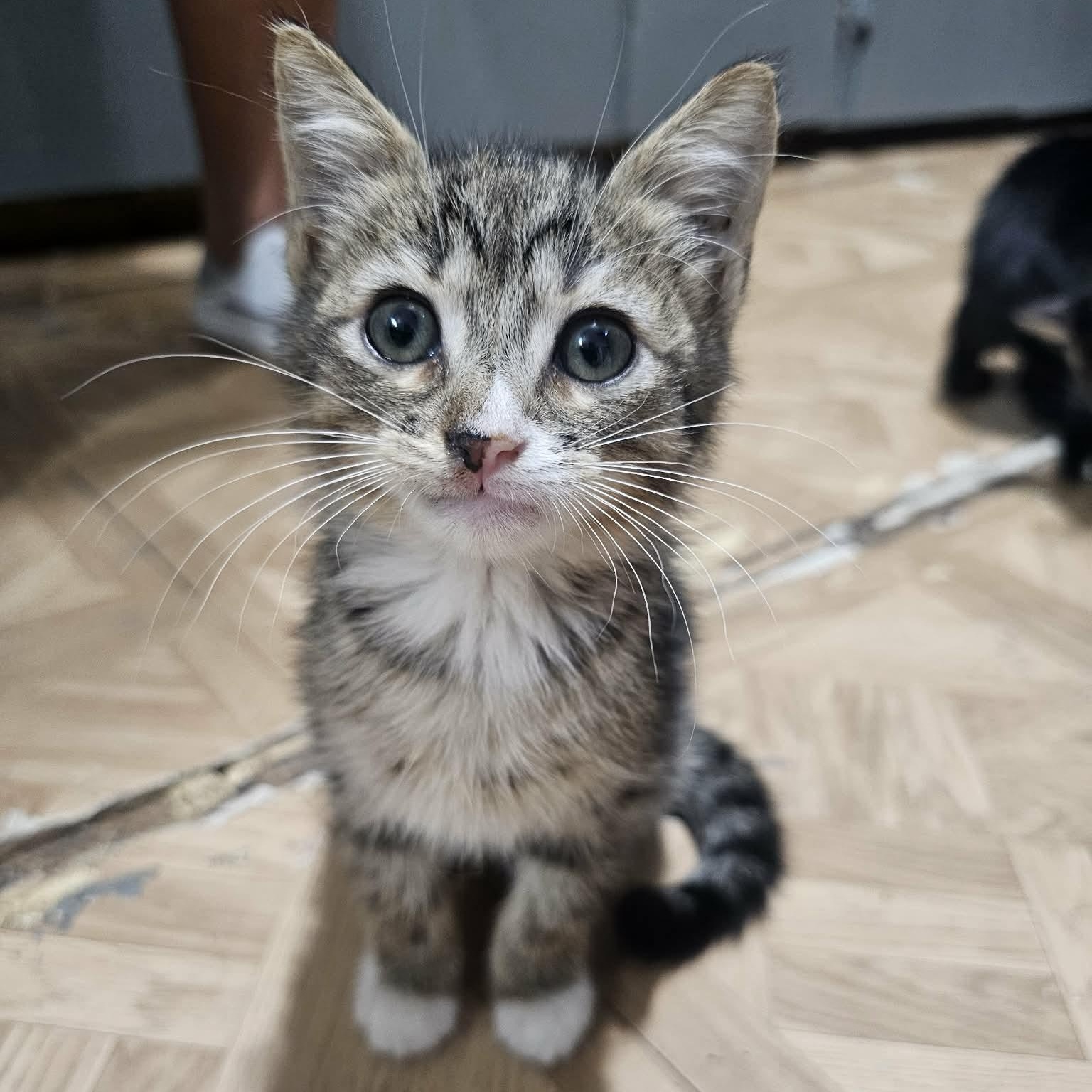 Outgoing Baby Bonnie