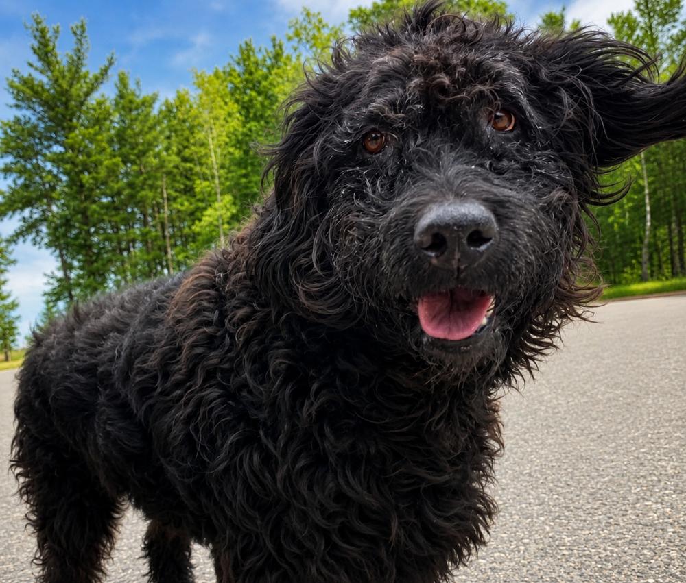 Anderson, Adoptable, Adult Male Labradoodle.