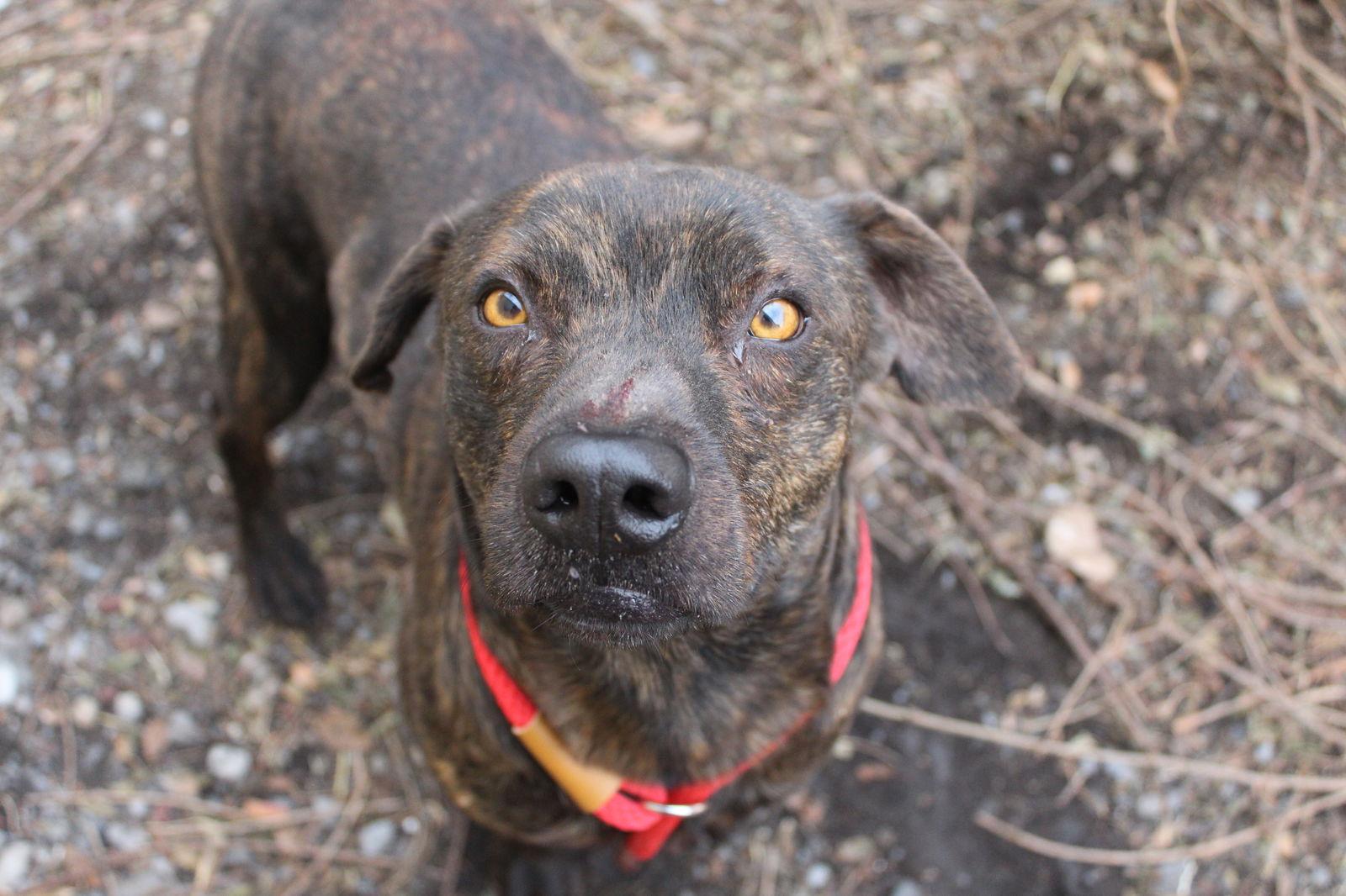 Enlarge Toad, a Adopted Pit Bull Terrier in Las Vegas, NM image 1/1