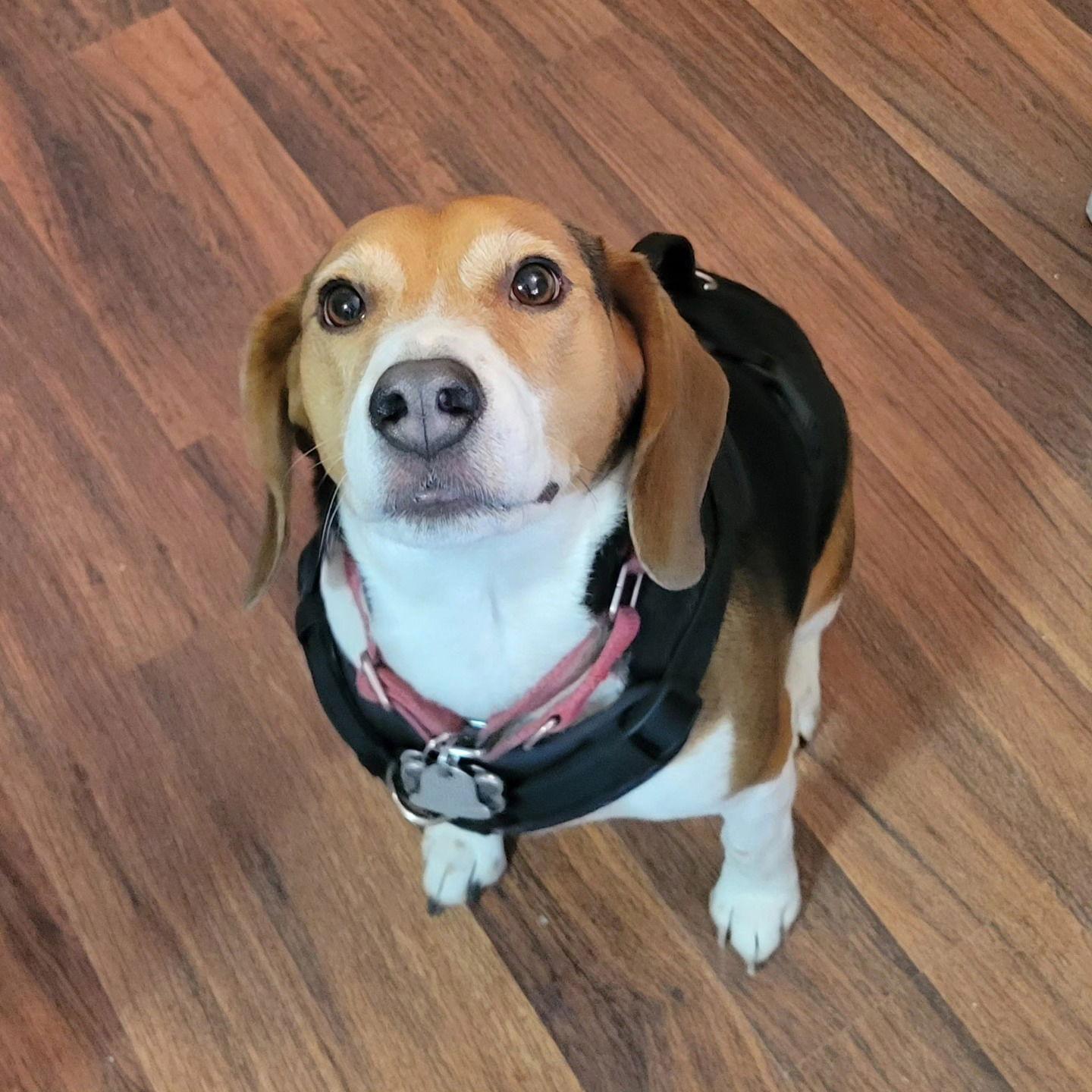 Enlarge Junior Gnocchi, a Adoptable Beagle in Las Vegas, NV image 3/3