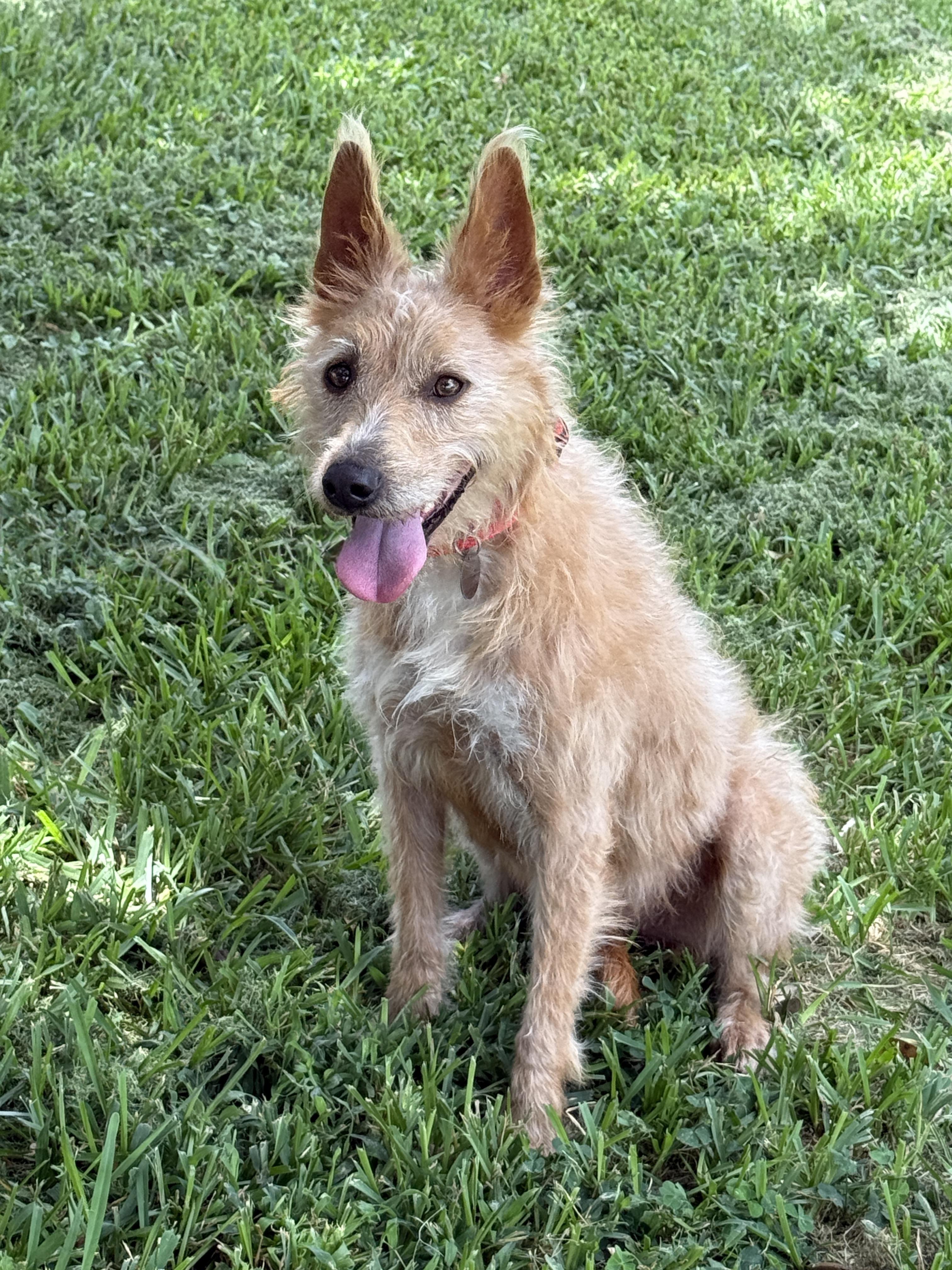Marta, ADOPTABLE, Young Female Border Terrier & Cairn Terrier.