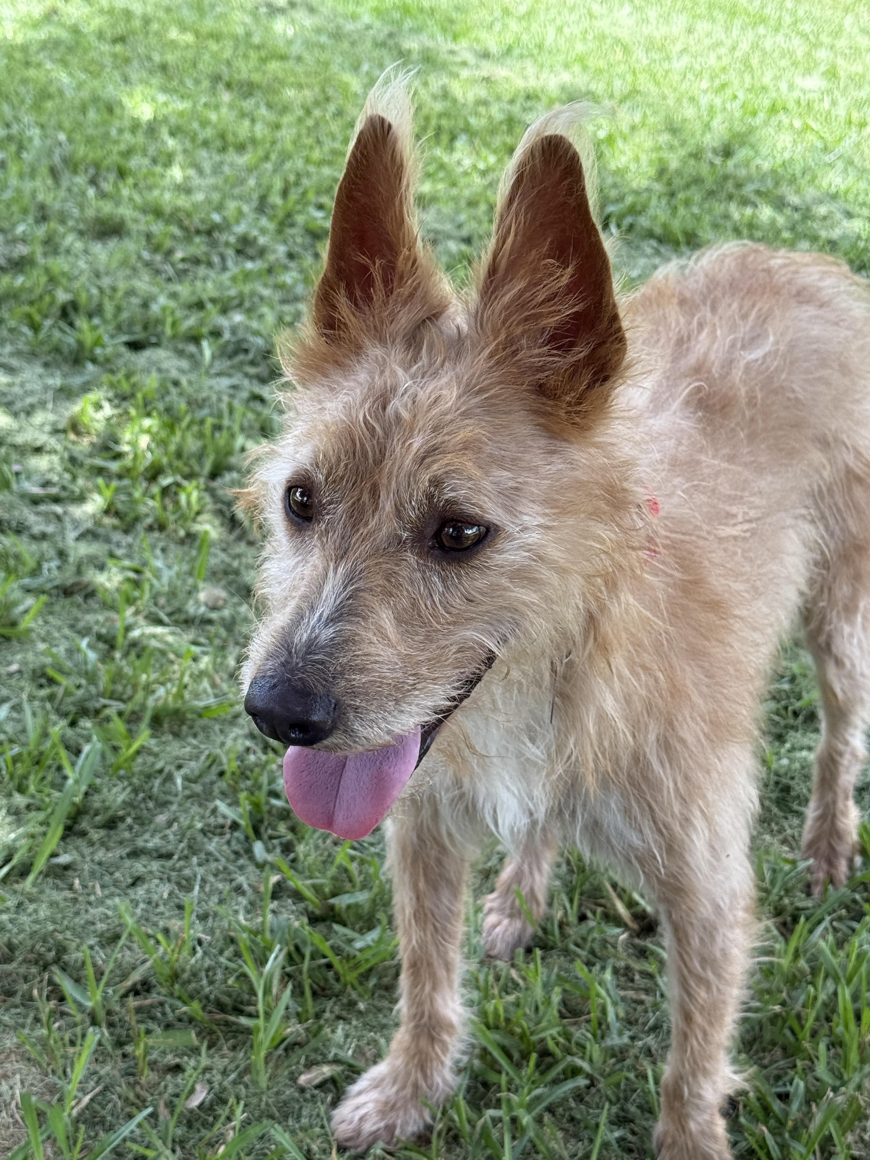 Marta, a ADOPTABLE mixed breed in Houston, TX image 6/6