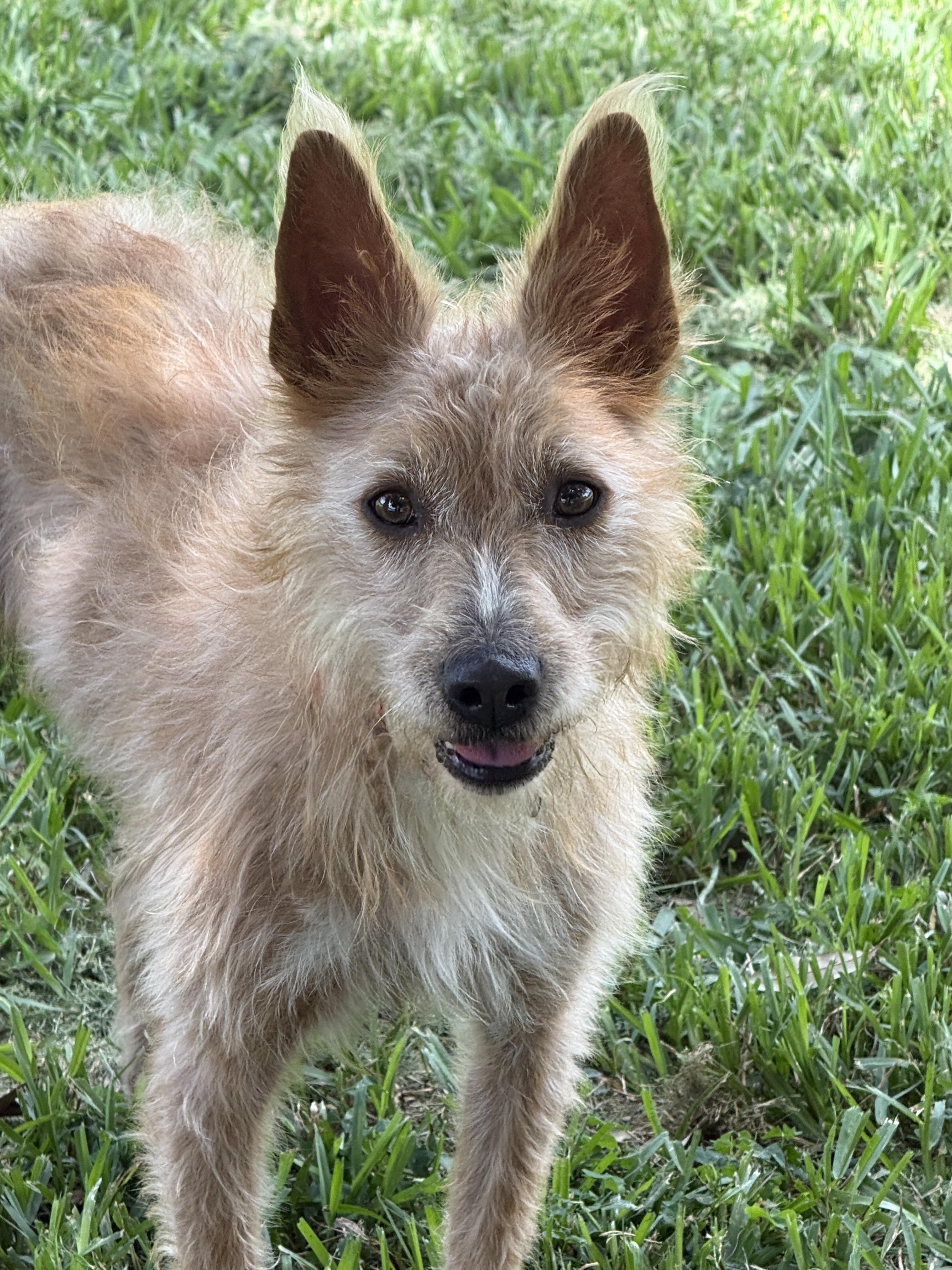 Marta, a ADOPTABLE mixed breed in Houston, TX image 2/6