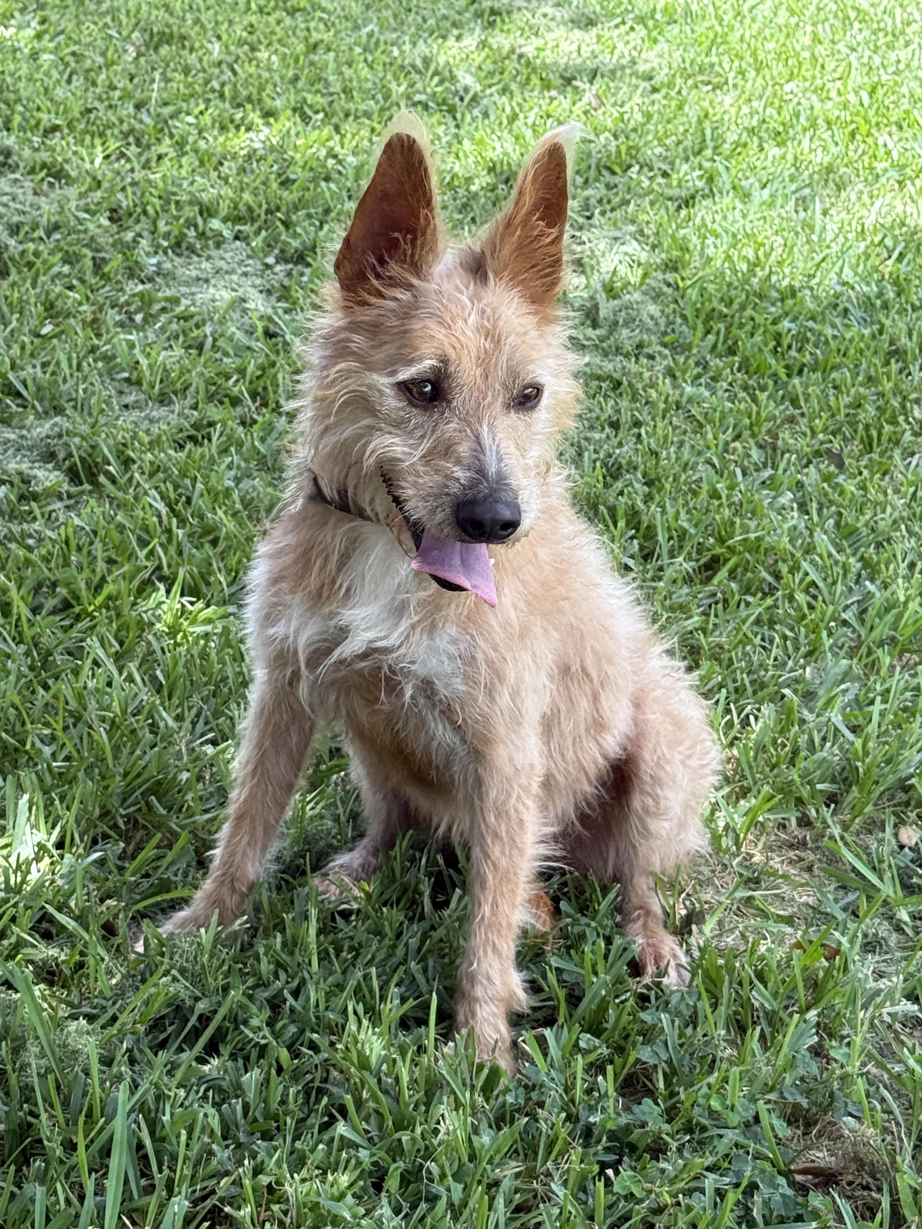Marta, a ADOPTABLE mixed breed in Houston, TX image 3/6