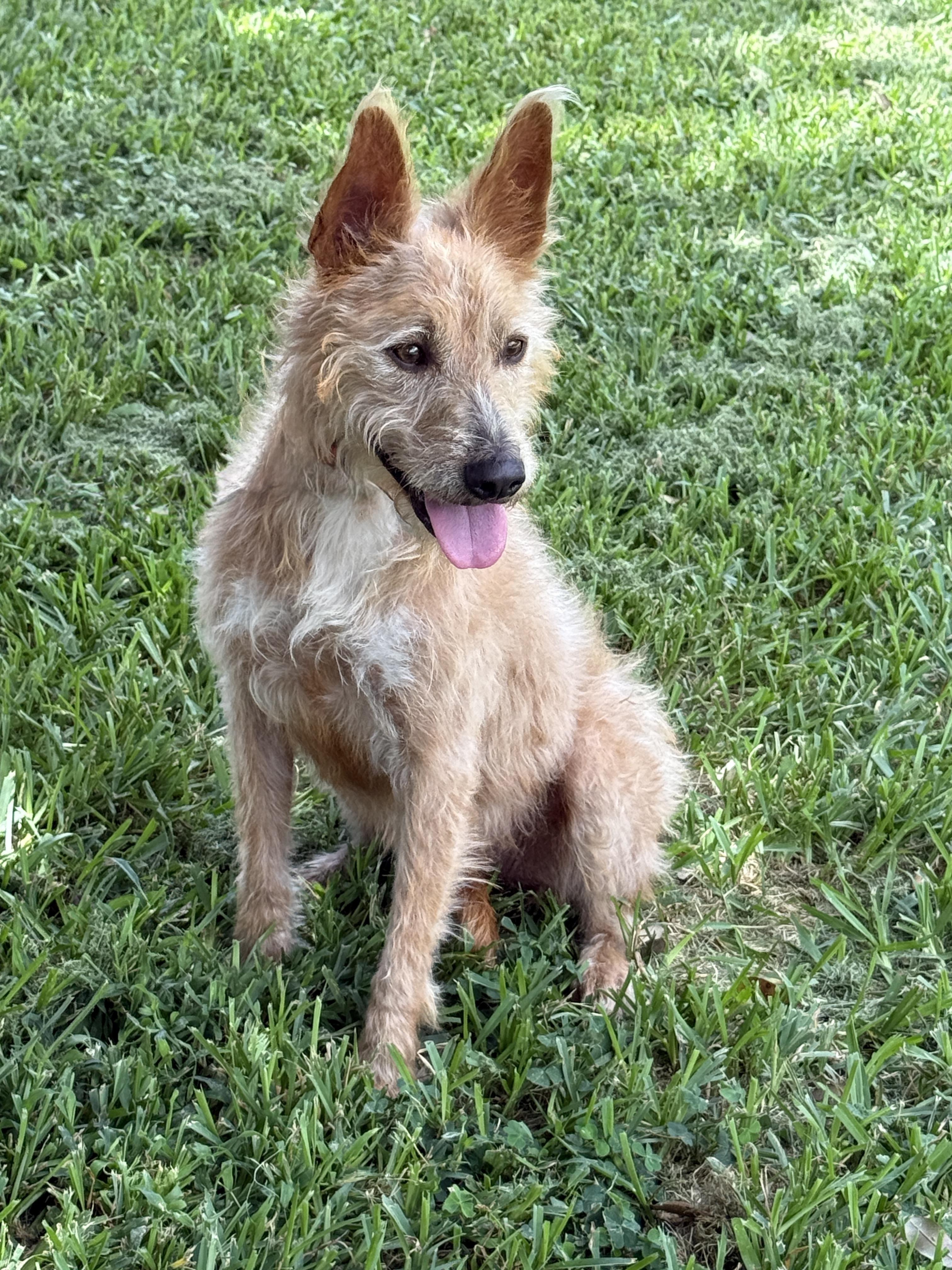 Marta, a ADOPTABLE mixed breed in Houston, TX image 5/6