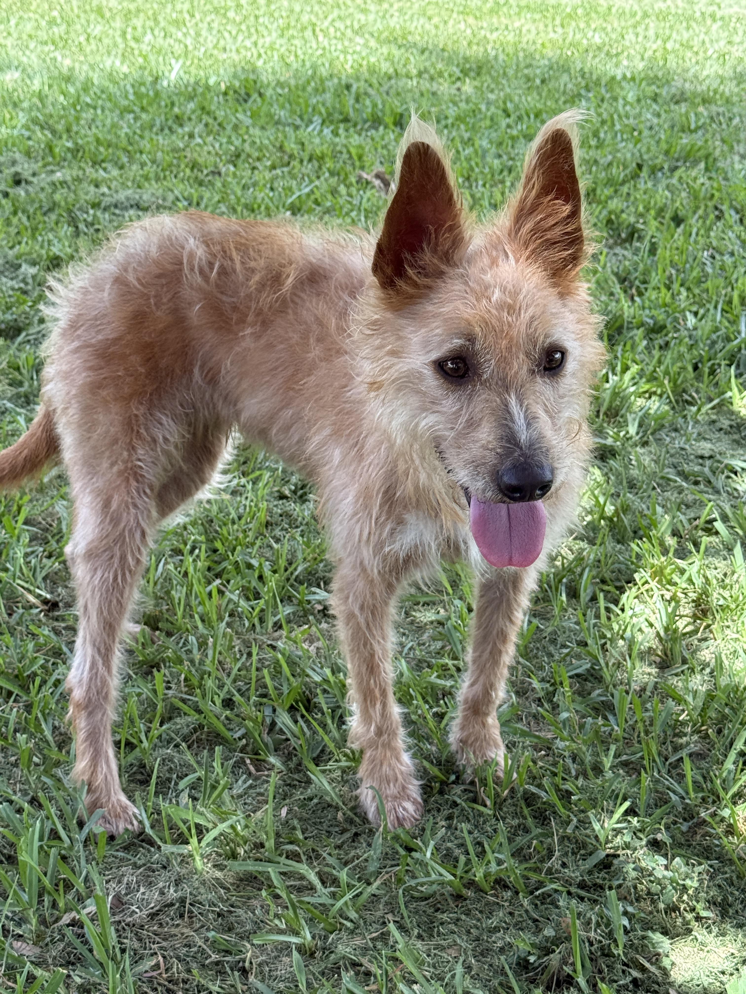 Marta, a ADOPTABLE mixed breed in Houston, TX image 4/6