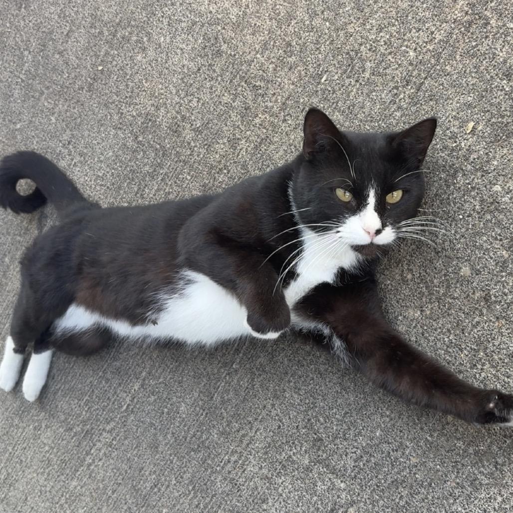 Enlarge Bell 9- Camilo, a Adoptable Domestic Short Hair in Donalsonville, GA image 1/3