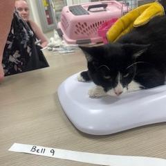 Enlarge Bell 9- Camilo, a Adoptable Domestic Short Hair in Donalsonville, GA image 2/3