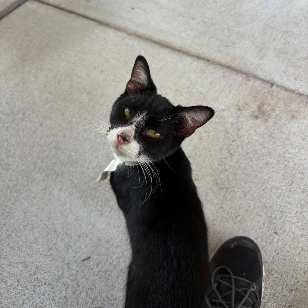 Enlarge Bell 9- Camilo, a Adoptable Domestic Short Hair in Donalsonville, GA image 3/3