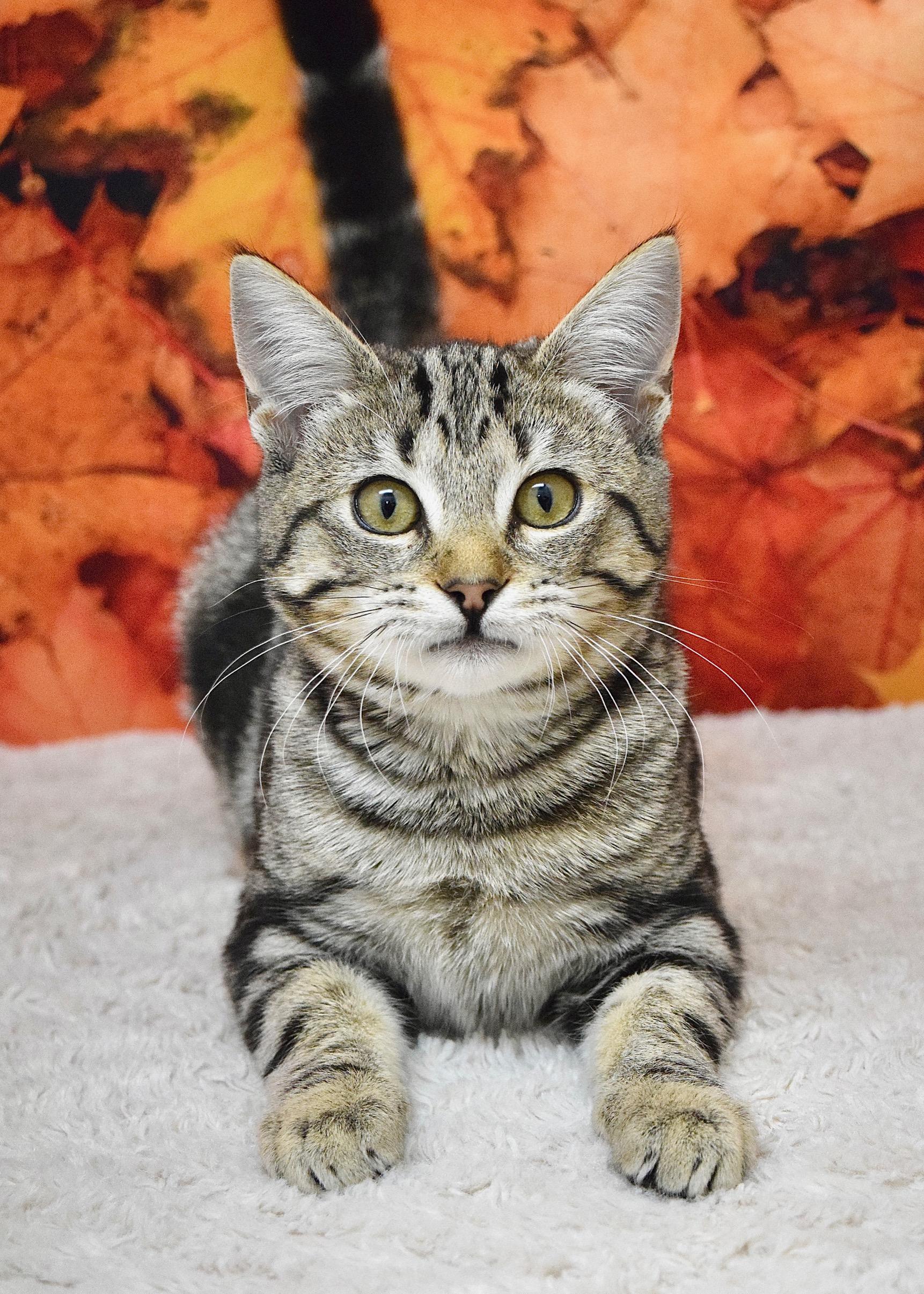 Enlarge Abby, a Adopted Domestic Short Hair in Dublin, CA image 4/4