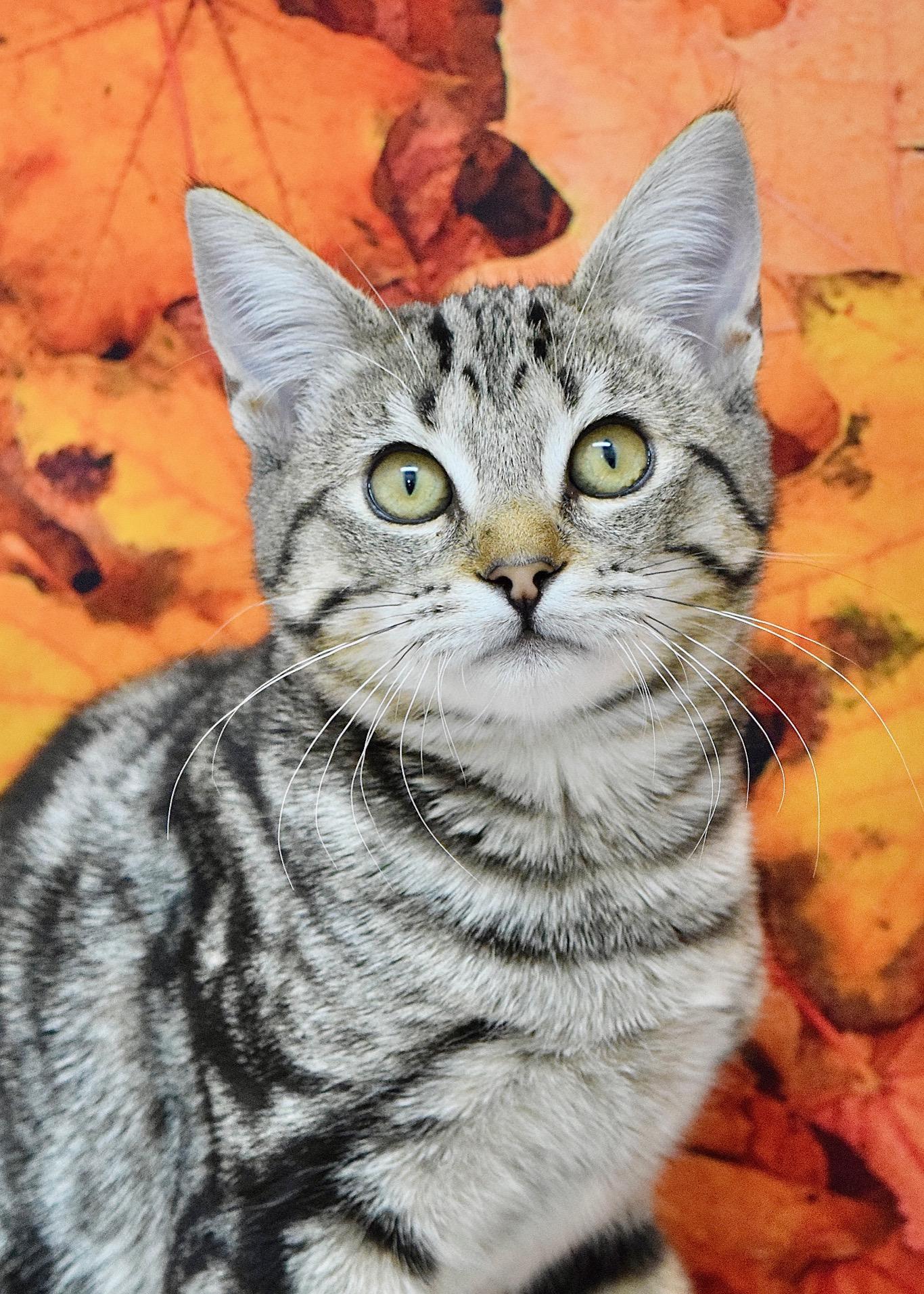 Abby, Adopted, Kitten Female Domestic Short Hair.