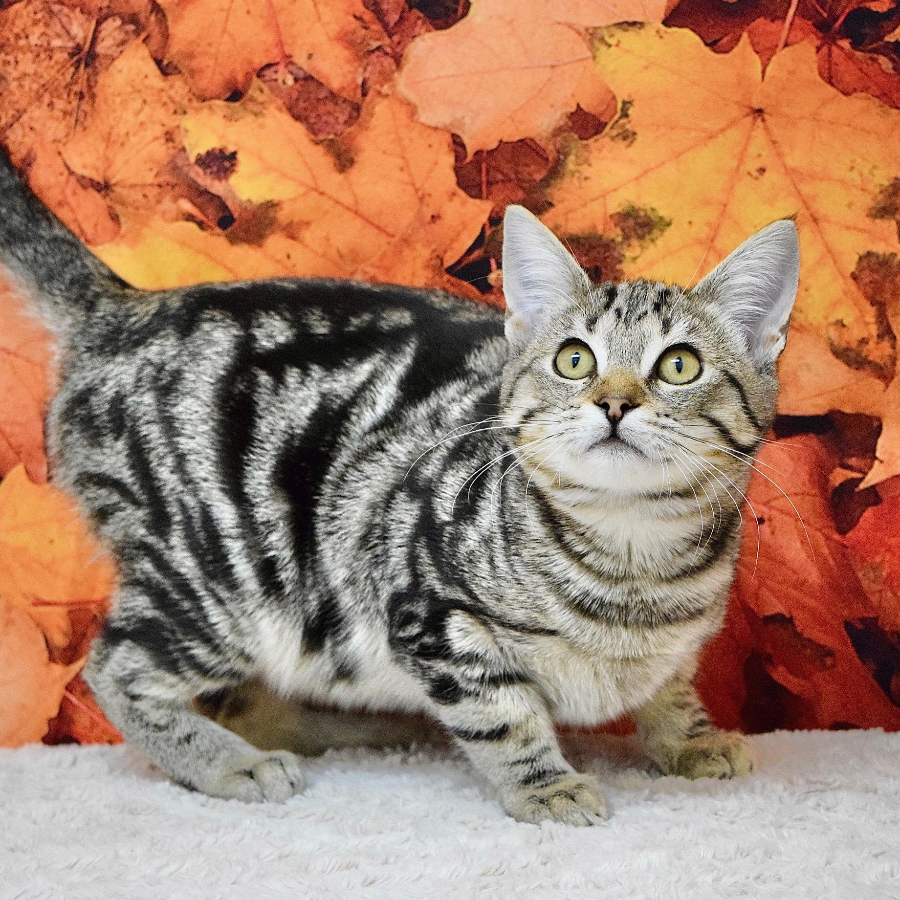 Enlarge Abby, a Adopted Domestic Short Hair in Dublin, CA image 3/4
