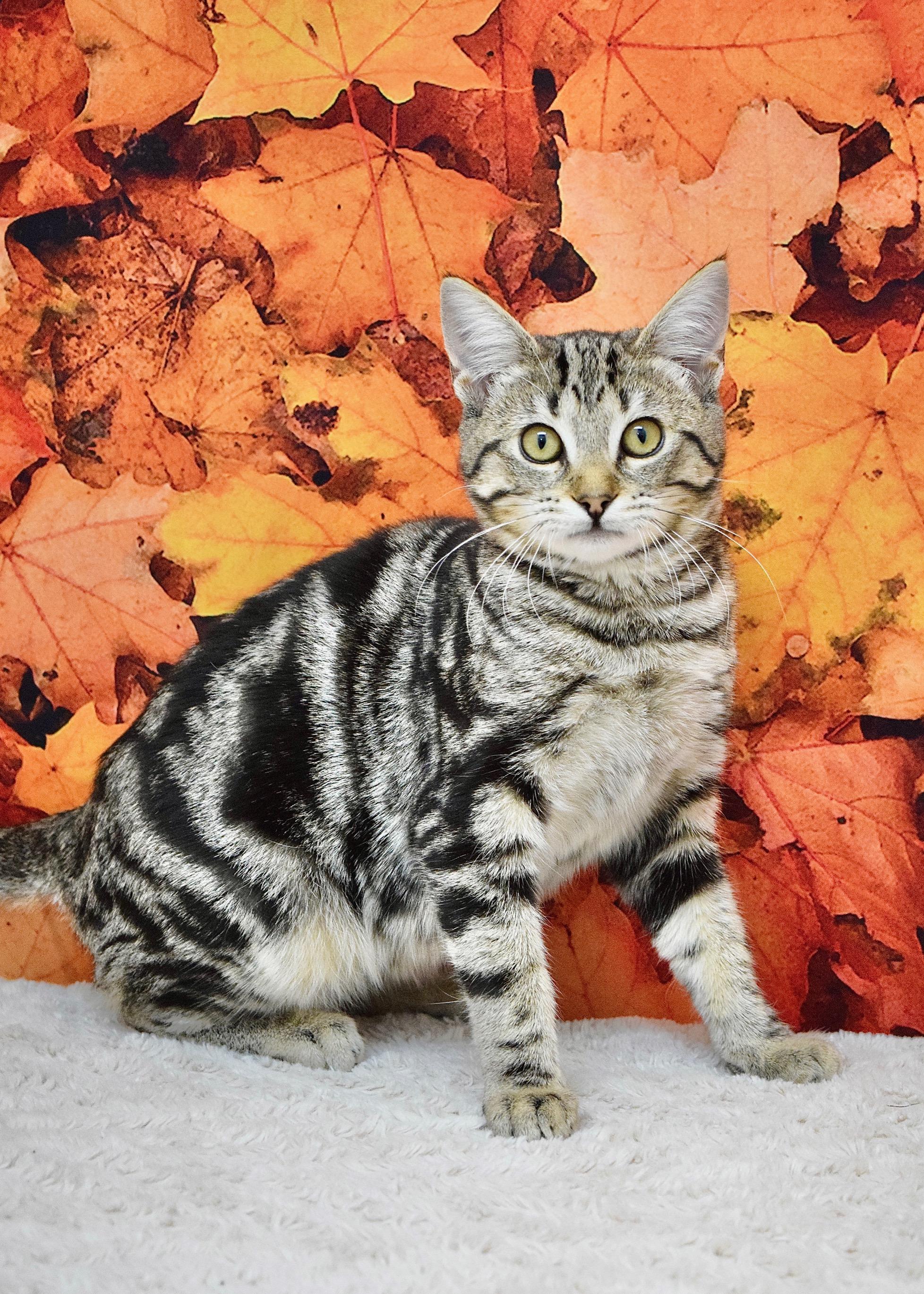 Enlarge Abby, a Adopted Domestic Short Hair in Dublin, CA image 2/4