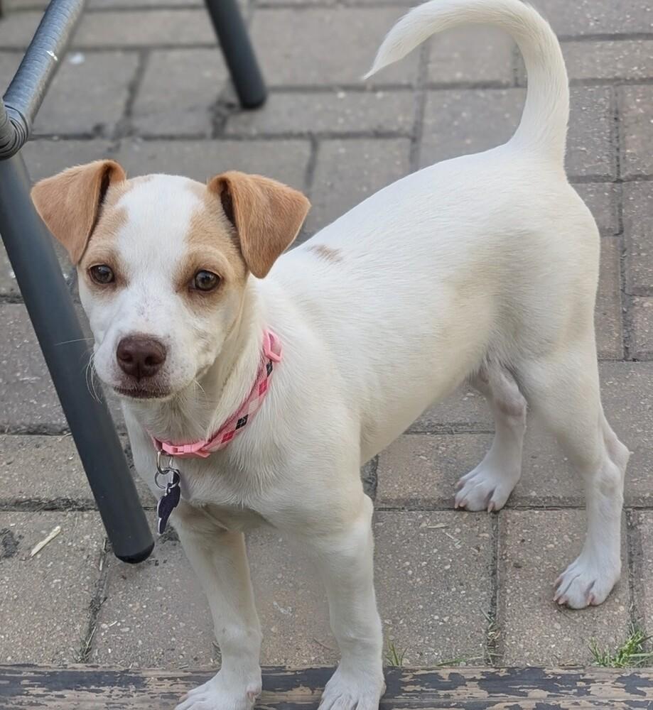 Gwaihir, Adoptable, Puppy Female Mixed Breed.