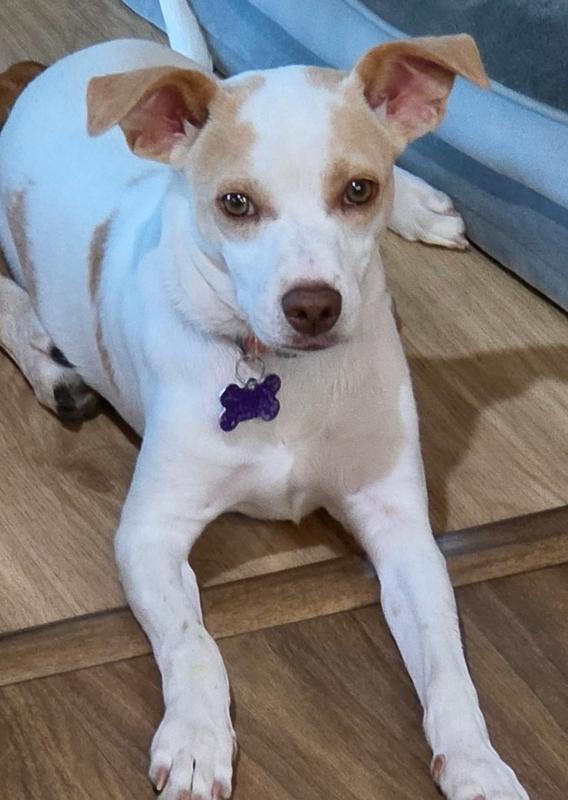 Gwaihir (G for short), Adoptable, Puppy Female Mixed Breed.