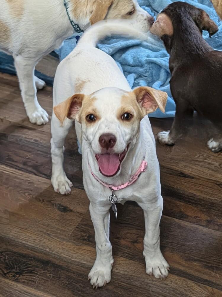 Gwaihir, a Adoptable mixed breed in Waunakee, WI image 2/5