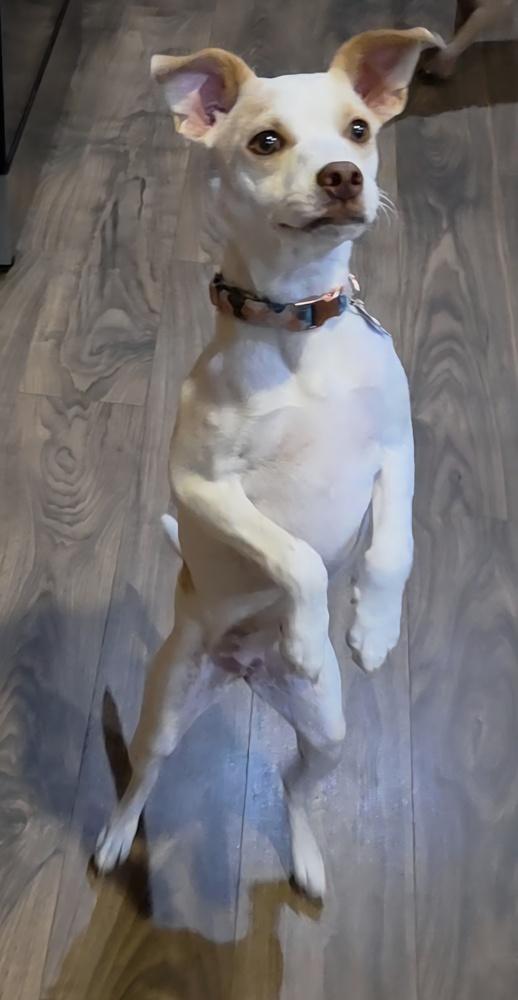Gwaihir (G for short), a Adoptable mixed breed in Waunakee, WI image 2/5