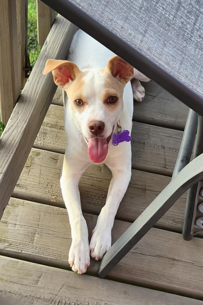 Gwaihir (G for short), a Adoptable mixed breed in Waunakee, WI image 3/5