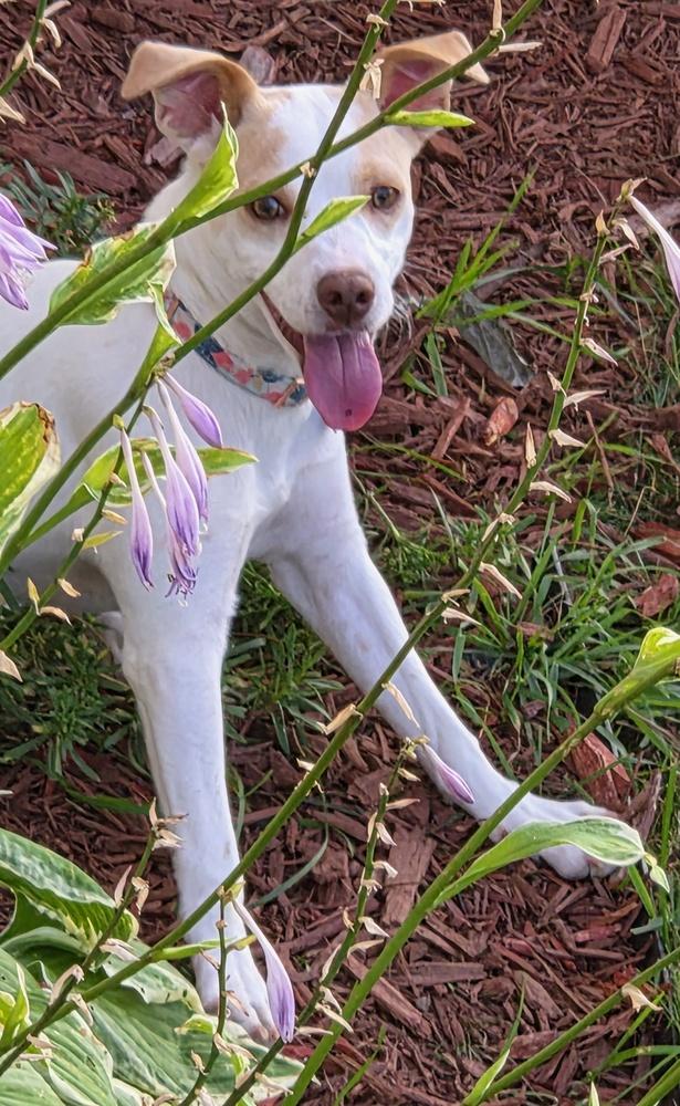 Gwaihir (G for short), a Adoptable mixed breed in Waunakee, WI image 4/5