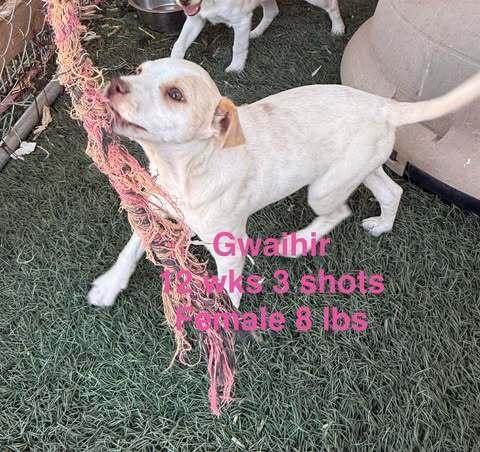Gwaihir, a Adoptable mixed breed in Waunakee, WI image 3/5