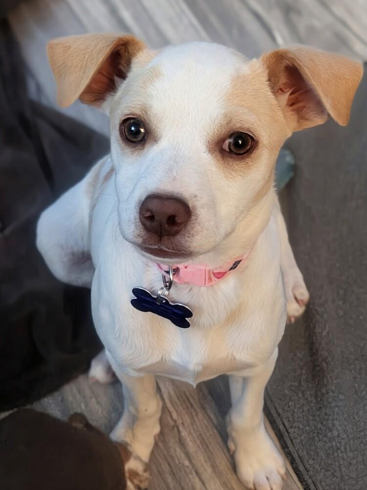 Gwaihir, a Adoptable mixed breed in Waunakee, WI image 5/5