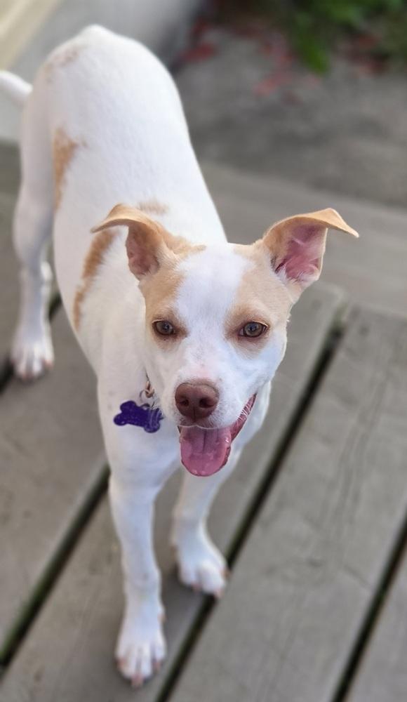Gwaihir (G for short), a Adoptable mixed breed in Waunakee, WI image 5/5