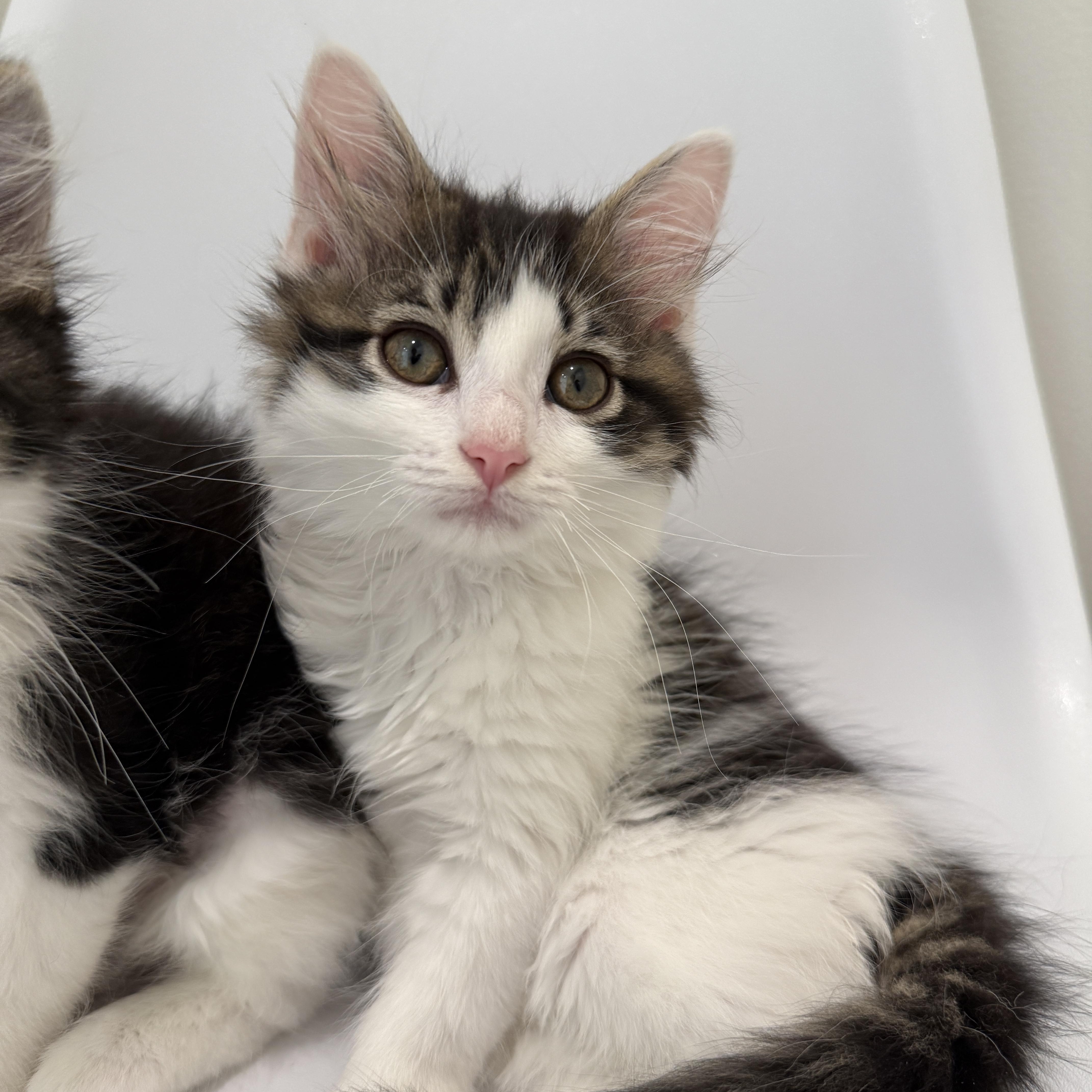 Enlarge Duck, an adoptable Domestic Long Hair in Evanston, IL image 2/3