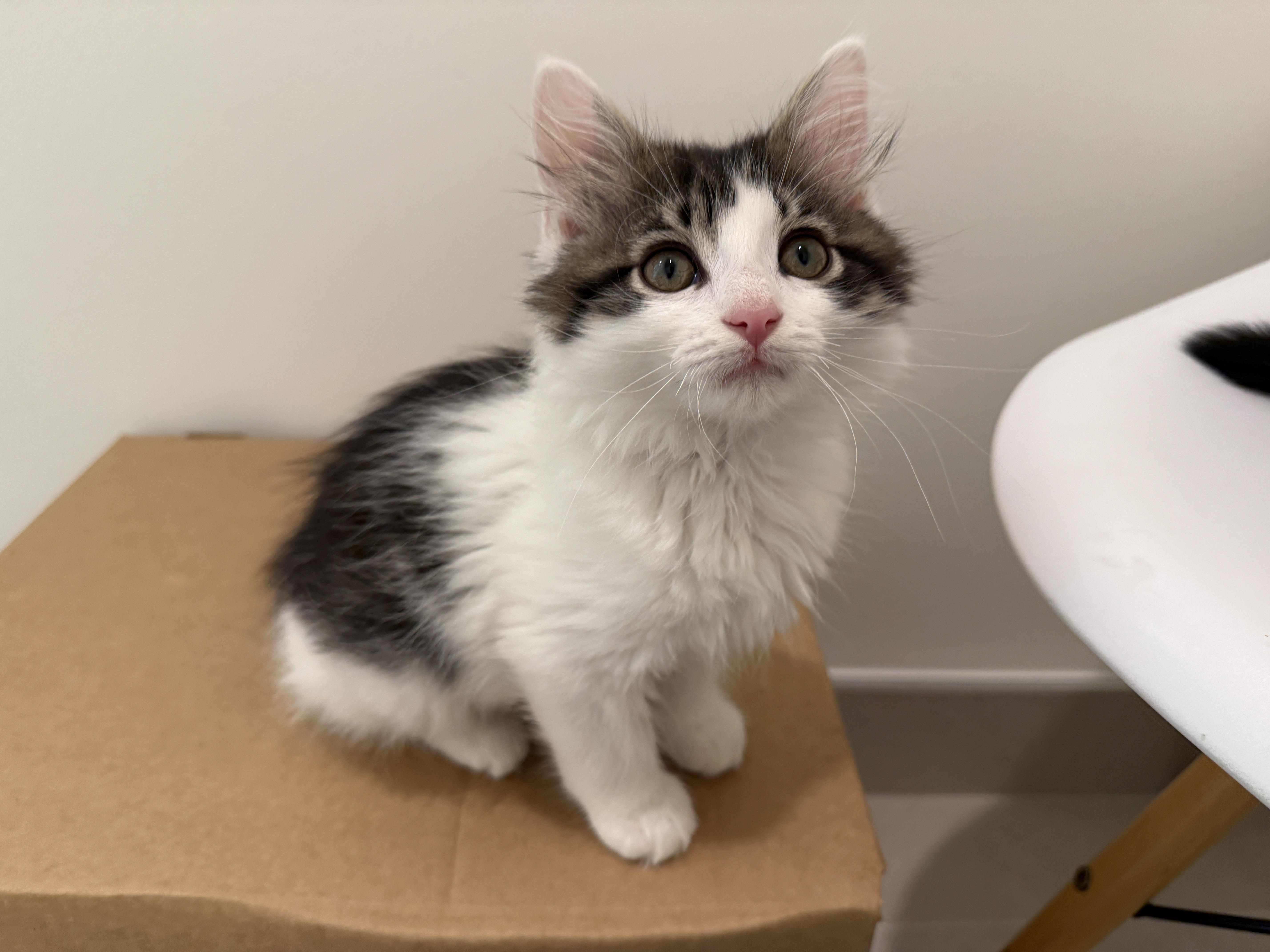 Enlarge Duck, an adoptable Domestic Long Hair in Evanston, IL image 1/3