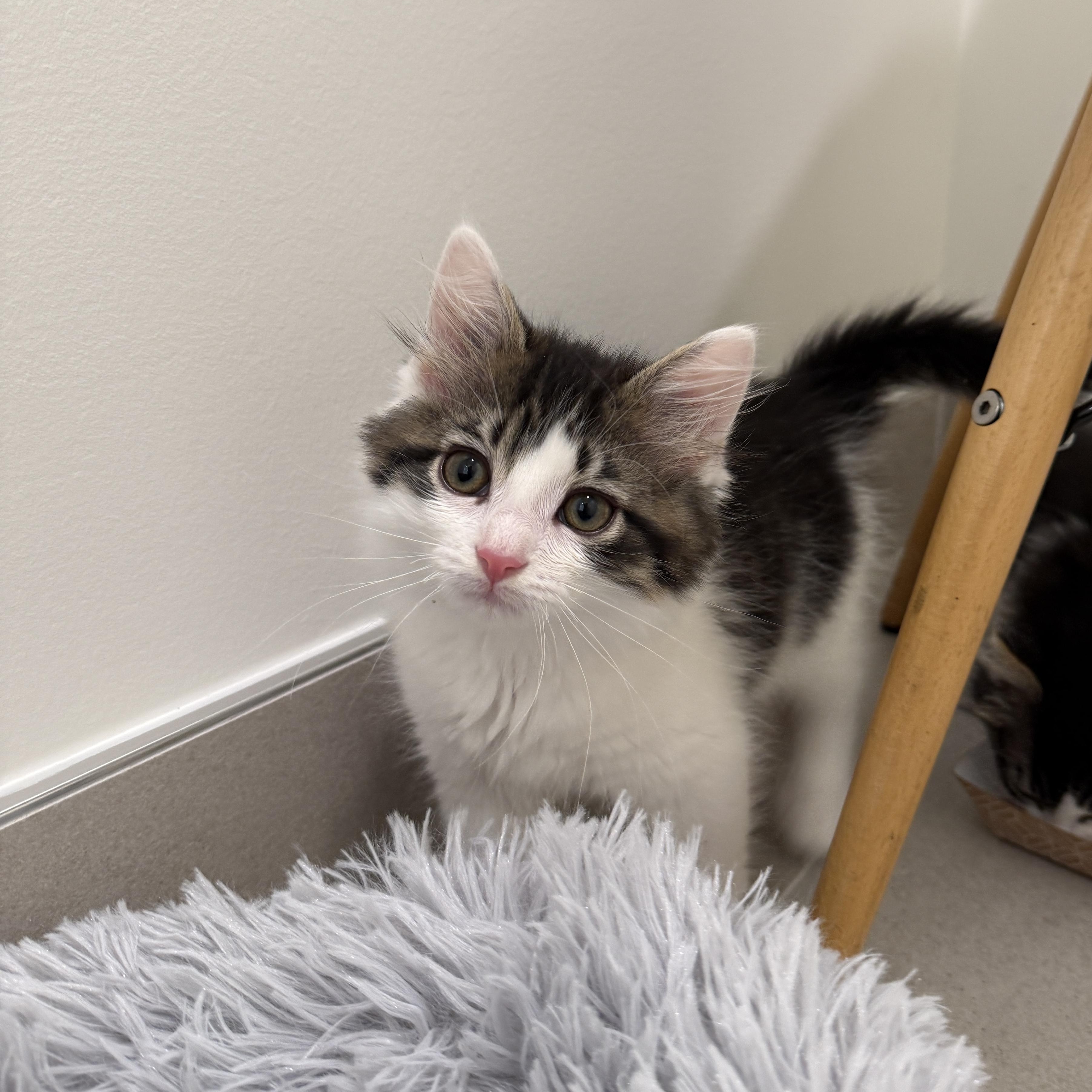 Enlarge Duck, an adoptable Domestic Long Hair in Evanston, IL image 3/3