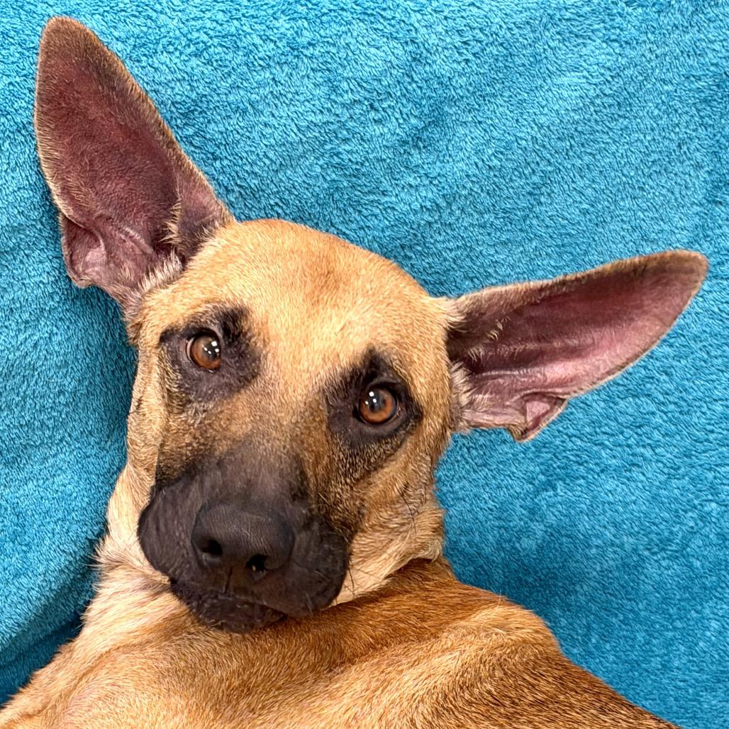 Mongo, Adoptable, Adult Male Mixed Breed.