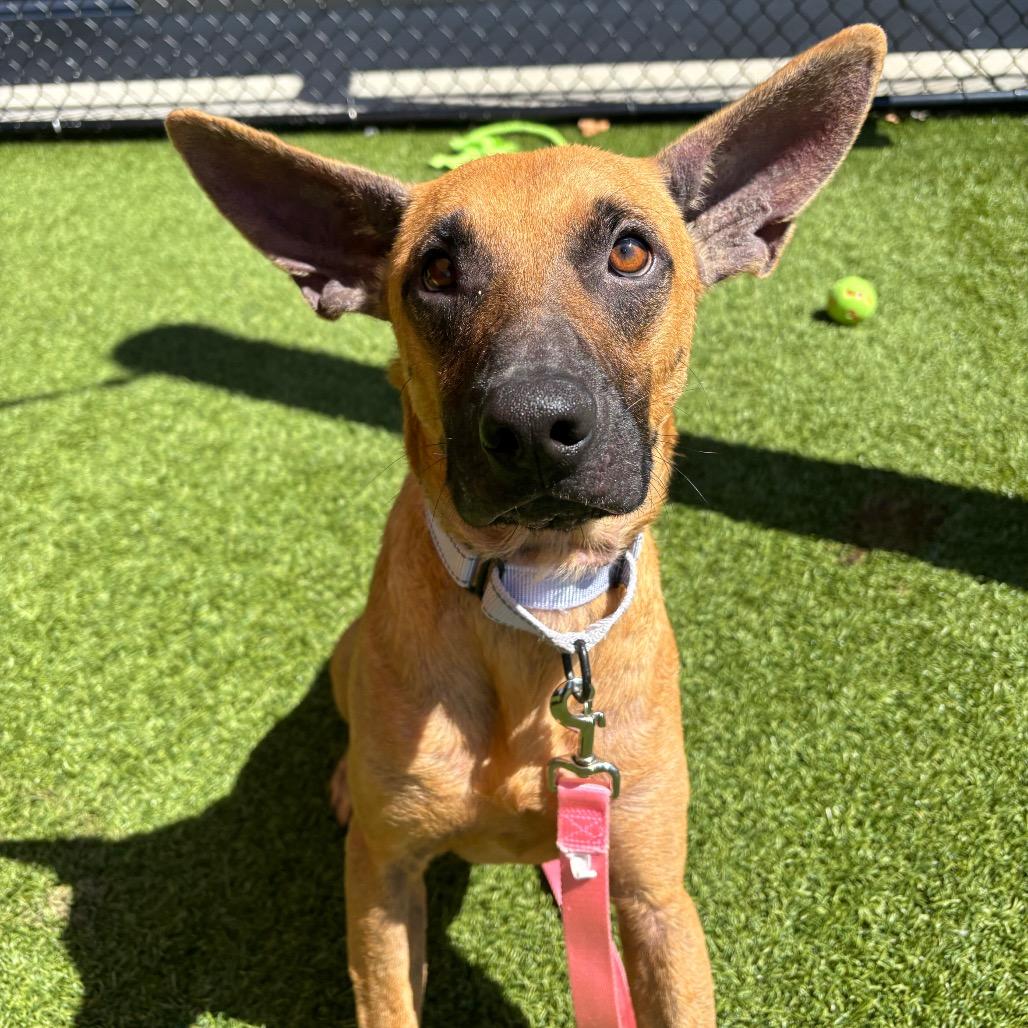 Enlarge Mongo, a Adoptable Mixed Breed in Washington Township, OH image 2/6
