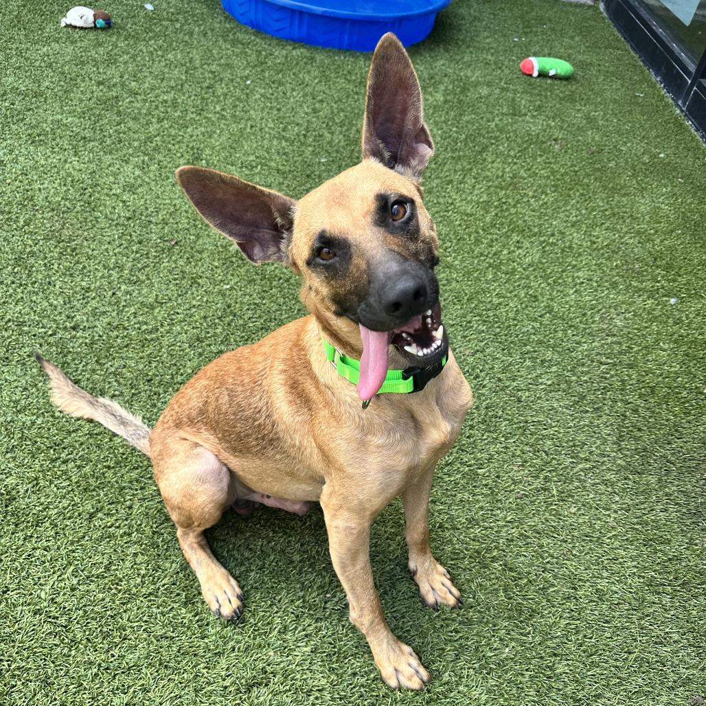 Enlarge Mongo, a Adoptable Mixed Breed in Washington Township, OH image 3/6