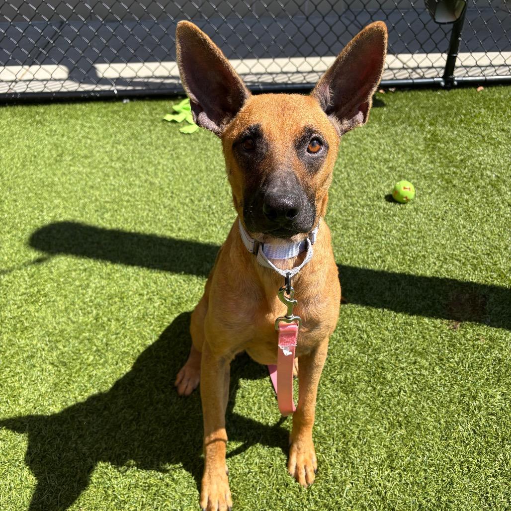 Enlarge Mongo, a Adoptable Mixed Breed in Washington Township, OH image 4/6