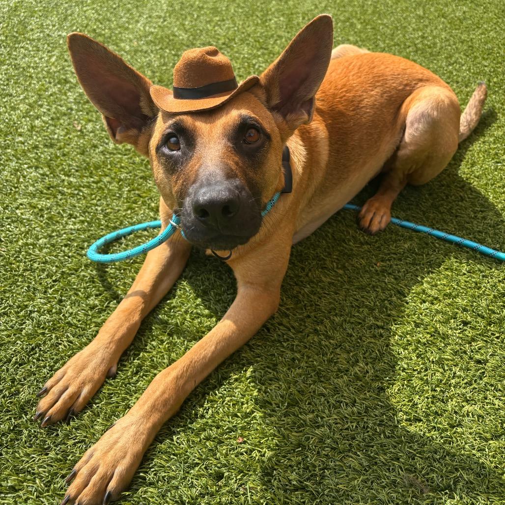 Enlarge Mongo, a Adoptable Mixed Breed in Washington Township, OH image 5/6