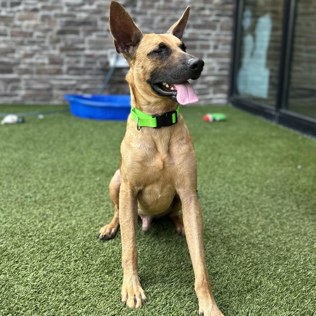 Enlarge Mongo, a Adoptable Mixed Breed in Washington Township, OH image 6/6