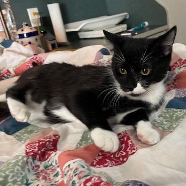 Enlarge Al, a Adoptable Domestic Short Hair in Fort Worth, TX image 1/3