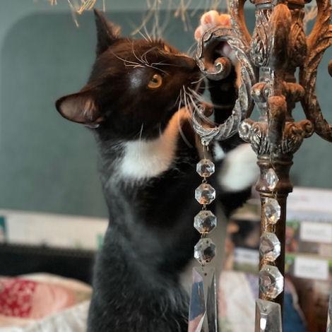 Enlarge Al, a Adoptable Domestic Short Hair in Fort Worth, TX image 2/3