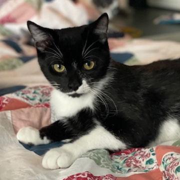 Enlarge Al, a Adoptable Domestic Short Hair in Fort Worth, TX image 3/3