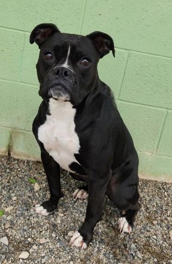Roscoe, an adoptable Boston Terrier, Black Labrador Retriever in Butte, MT, 59701 | Photo Image 1
