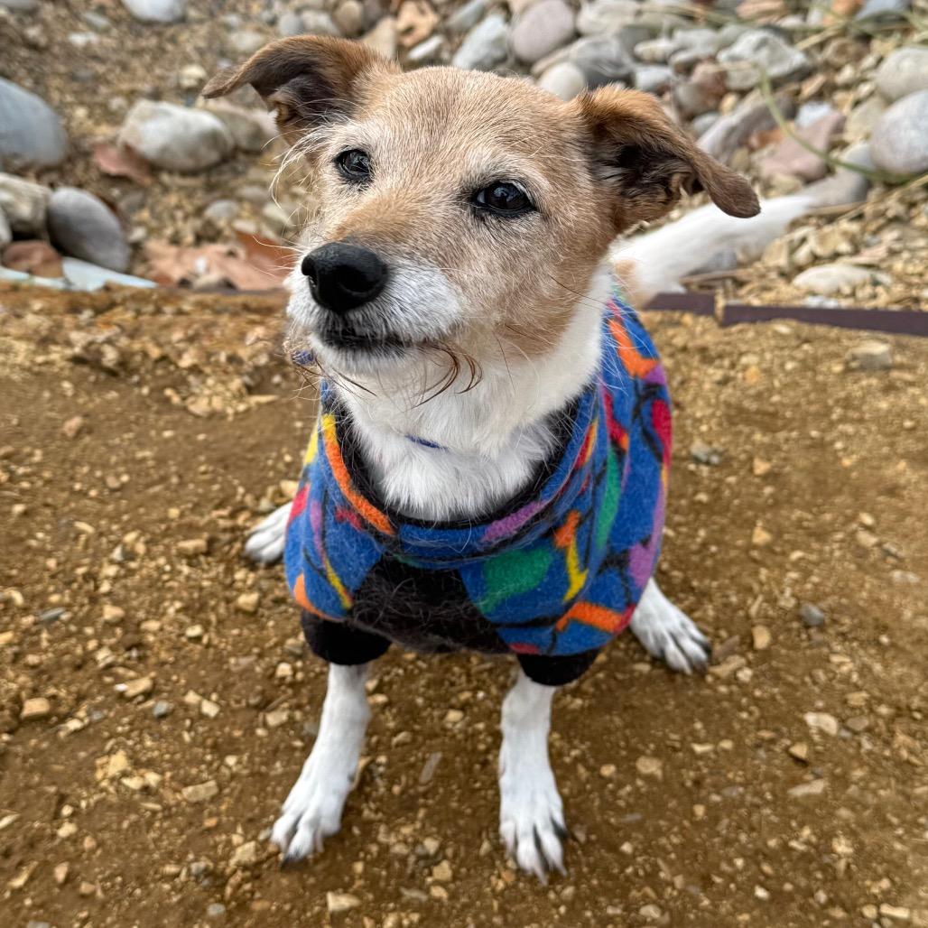 Layla — thumbnail 2