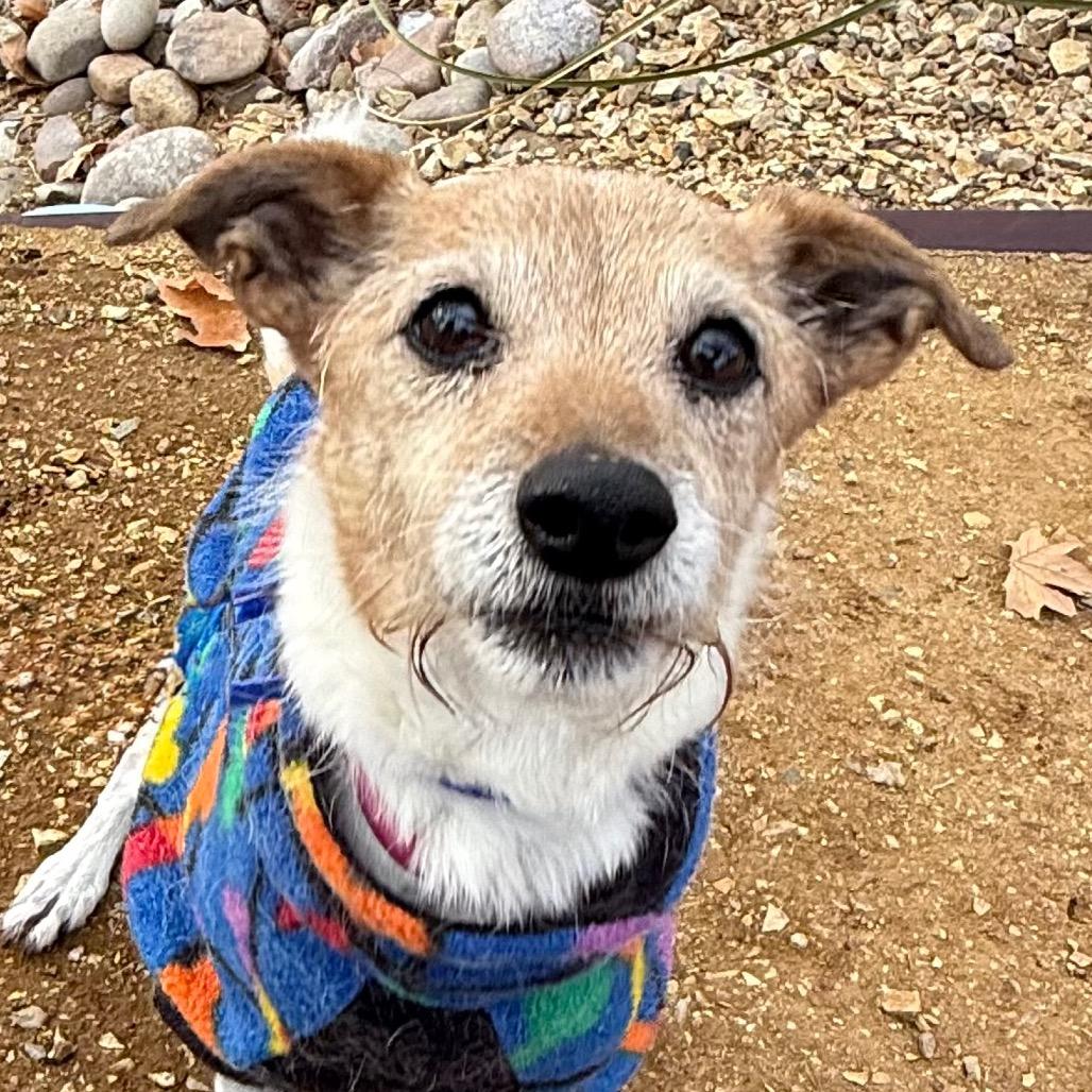 Layla — thumbnail 4