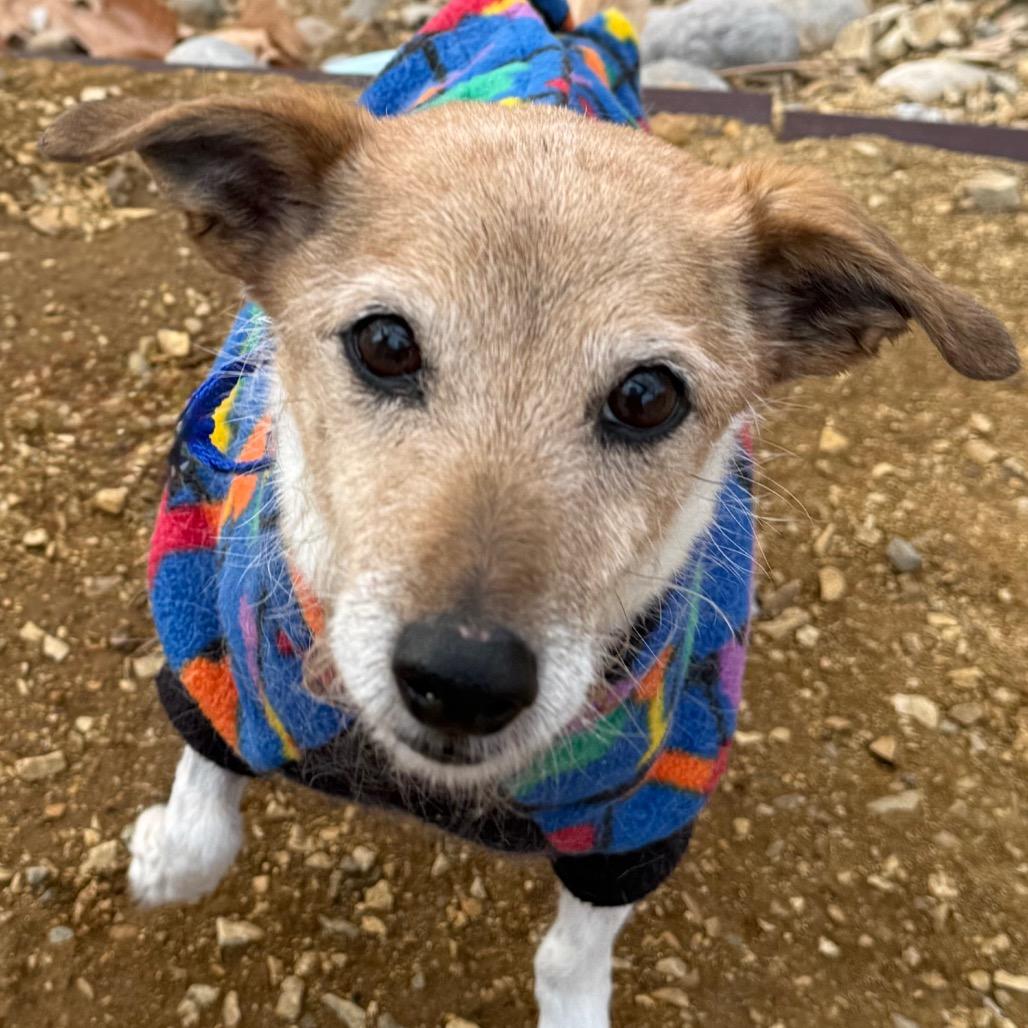 Layla — thumbnail 5